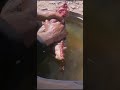 علاج ابو هجير والضلاع للأغنام الحرمل حرمل