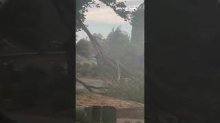 Storm knocks down trees, blows debris throughout California neighborhood