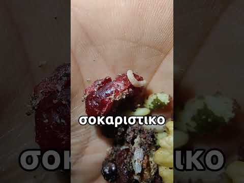 Βίντεο: Πότε να ταΐζετε τα σκουλήκια;