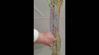 Some anterior muscles of the lower leg video - Learn Anatomy