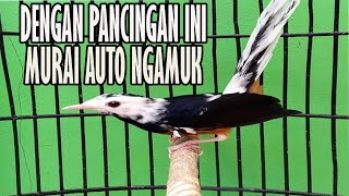 MURAI BATU jadi AUTO ngamuk DENGAR suara PANCINGAN murai GACOR full ISIAN