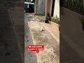 Assalamualaikum #parrot #talkingparot #birds #nonstoptalkingparrot #cockatoo #funny #cockatoobird
