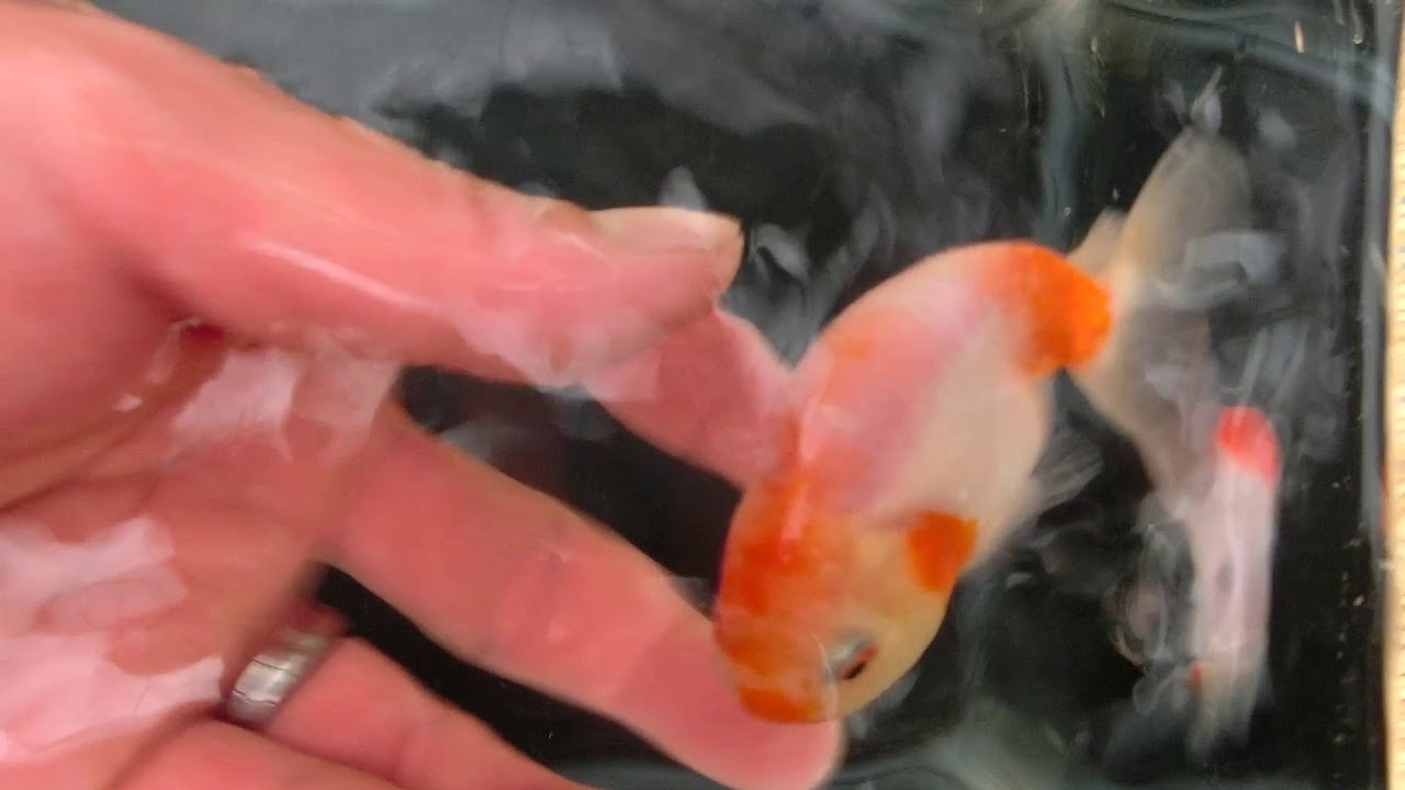 金魚の本場弥富産 桜錦 Youtube