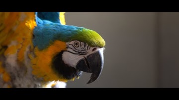 ezyVet Showreel 2020