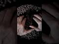 #notalkingasmr #asmr