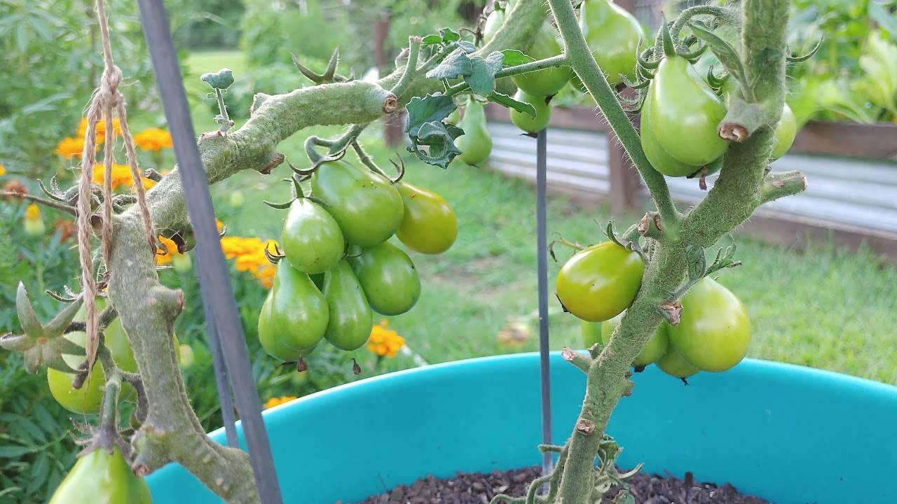 Garden Tour # 3 (Zone 7B. Tomato Review Part 1)