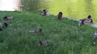 Ducks and swans at Boston Public Gardens