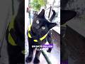 Do you know this police cat? #animals#Friendship #Us #cat