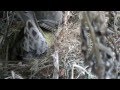 гнездо клеста еловика 03 02 2016