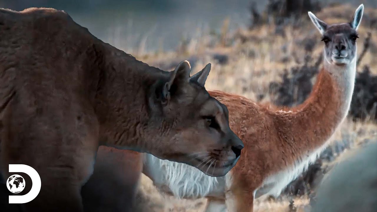 Um puma sai para caçar guanacos no sul do Chile, Patagônia