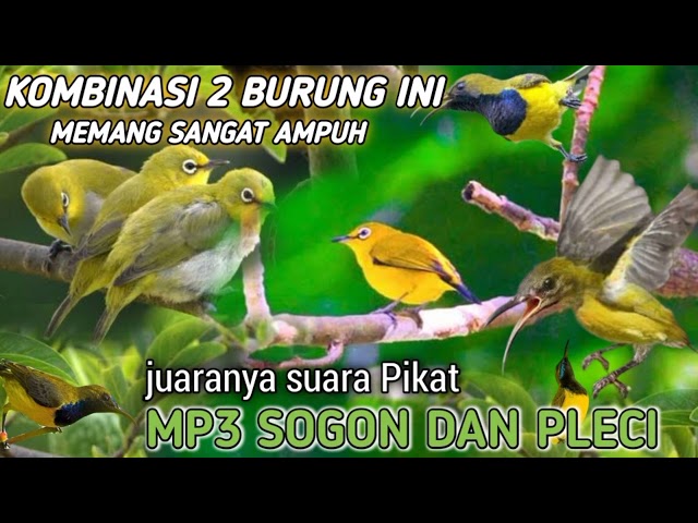 suara pikat burung kecil Sogon ribut kombinasi pleci MP3 sampai habis class=