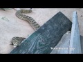 Rattlesnake comes when Called (please read the description!)