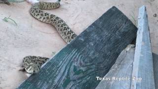 Rattlesnake comes when Called (please read the description!)