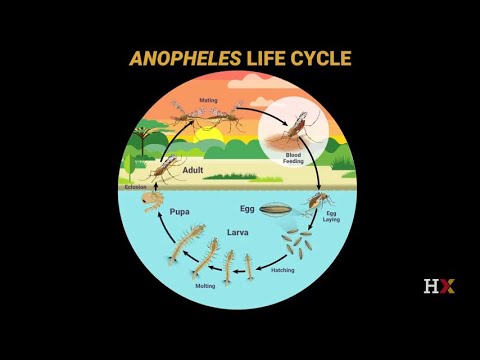 Video: Anopheles Gambiae Kompleksa Locekļu Sugas Var Kļūdaini Identificēt Kā Anopheles Leesoni