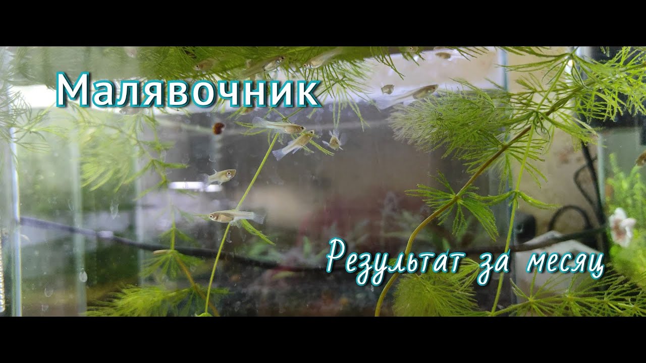 Малявочник. Месяц спустя. - YouTube