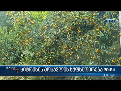 აჭარაში ნარინჯისფერი რთველი აქტიურ ფაზაშია