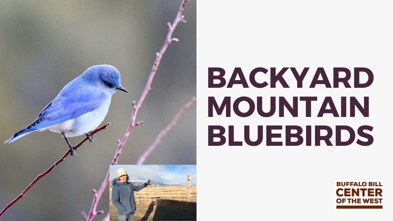 Backyard Briefings | Mountain Bluebirds