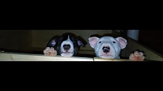 Bullterriers Sleep Cute Mini Bull Terrier Puppies Relaxing