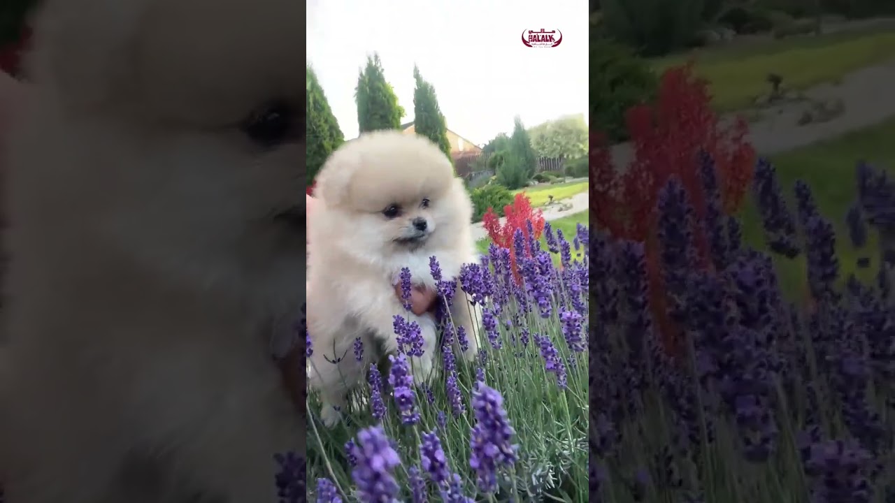 Have you ever seen that cuteness before?