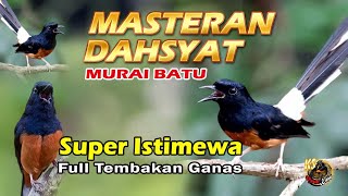 Download Lagu MASTERAN BURUNG MURAI BATU | Bikin Cepat Gacor \u0026 Mental Juara MP3