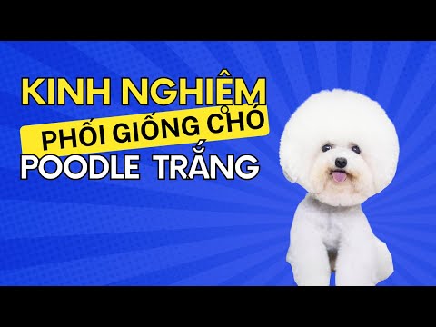Video Phối giống chó #poodle_Trắng chuẩn đẹp - youtube