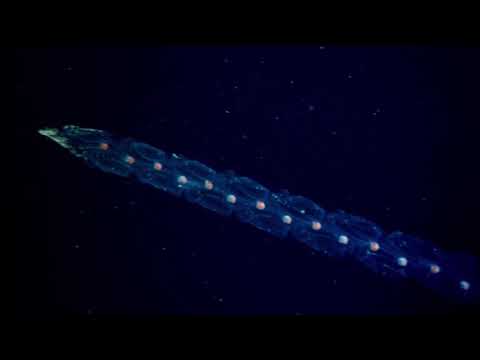 3 billion years ago, DNA was born.