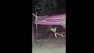 Squirrel Ninja Warrior