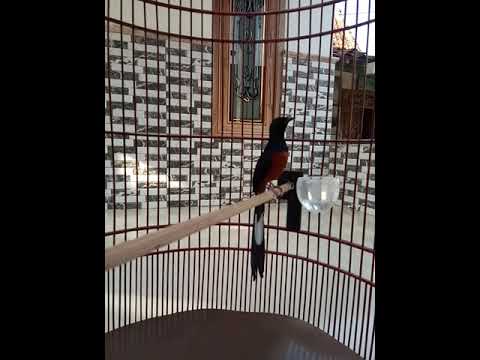 Kucing Berantem meong meong , Kucing Oren bar bar