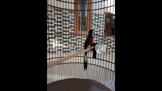 MURAI BATU ISIAN KUCING Tapi lihat endingnya... Bikin Melongo!!!