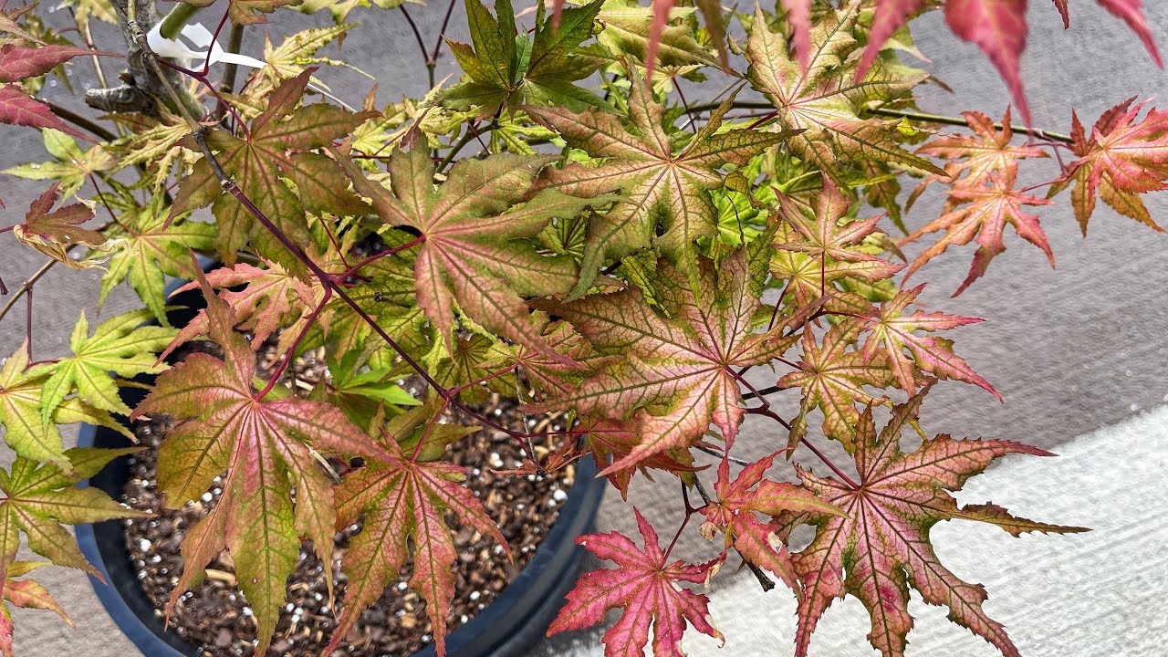 Acer Palmatum Beni Shigitatsu Sawa Japanese Maple - YouTube