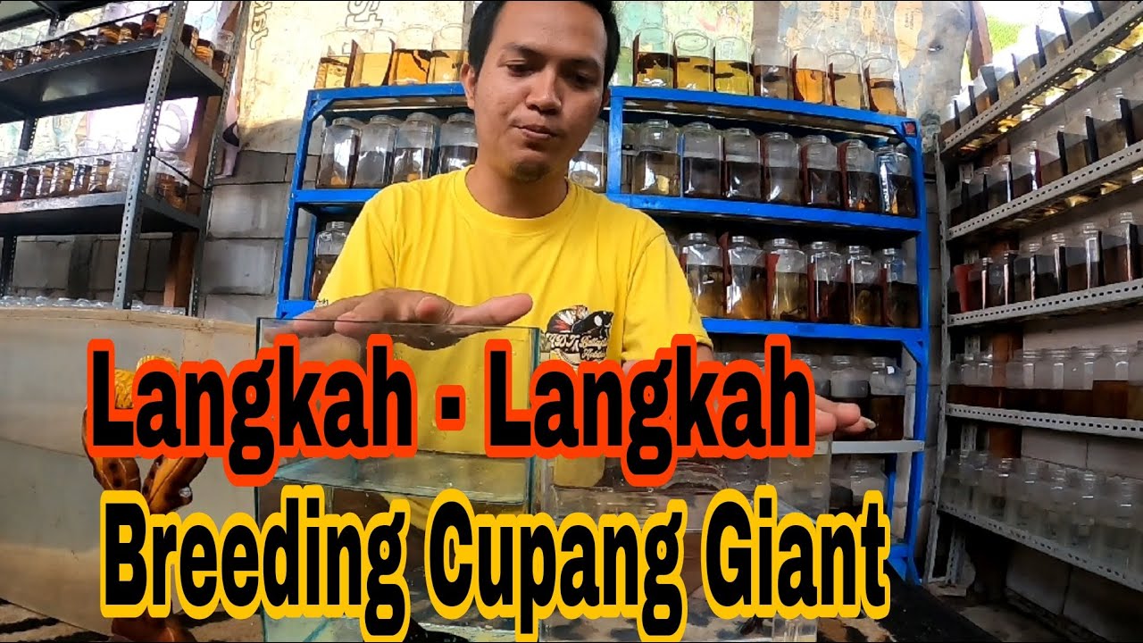 Langkah - Langkah Breeding Cupang Giant || Giant Avatar BO 5,5 cm