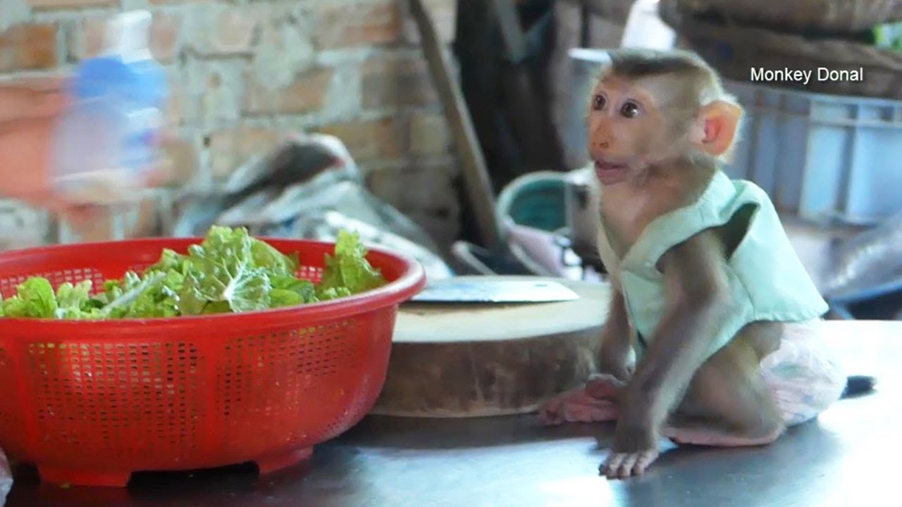 Cute Baby Monkey! Donal Sitting Wait Mom Come To Cook Food