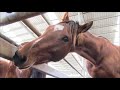 "What About Us?"- A Tribute to the Abandoned and Neglected Horses at Auction