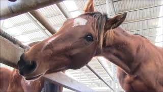 "What About Us?"- A Tribute to the Abandoned and Neglected Horses at Auction