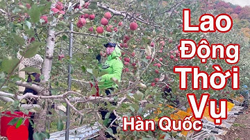 Thu Hoạch Táo Ở Hàn Quốc | Lao Động Thời Vụ Ở Hàn Quốc