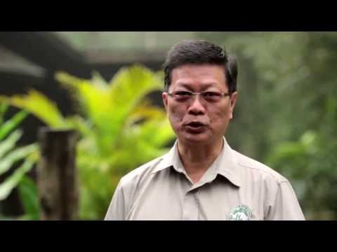 Video: Sukau Thông tin du khách Malaysia