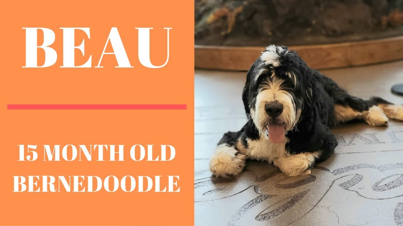 BEAU | 15 MONTH OLD BERNEDOODLE | OFF LEASH OBEDIENCE | DISTRACTION  TRAINING - YouTube