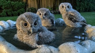 Owlets’ First Bath Night 🫧