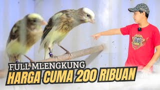 ONLY 200 THOUSAND ❗FULL CURVED CANARY