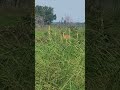#nayanquing point #wildlife area #michigan #shorts