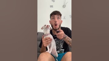 She’s my best friend❤️🥹 #chiuahua #mreviatar #nikiozeri #angrychihuahua #animals