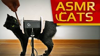 ASMR CATS - 😺 Purrific Rescue! (Relaxing ASMR video for Cat lovers) 4K binaural screenshot 5