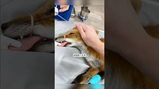 Man Rescues Injured Fox That Fell From A Roof