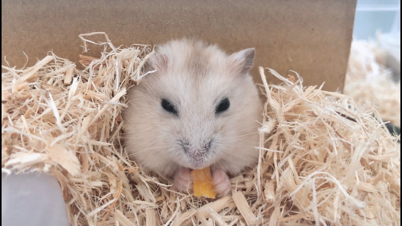 わいのハムスター可愛すぎる件 Pt2 おもちゃ作ってあげた I Made A Toy For My Hamster 我的仓鼠太可爱 Asmr Youtube