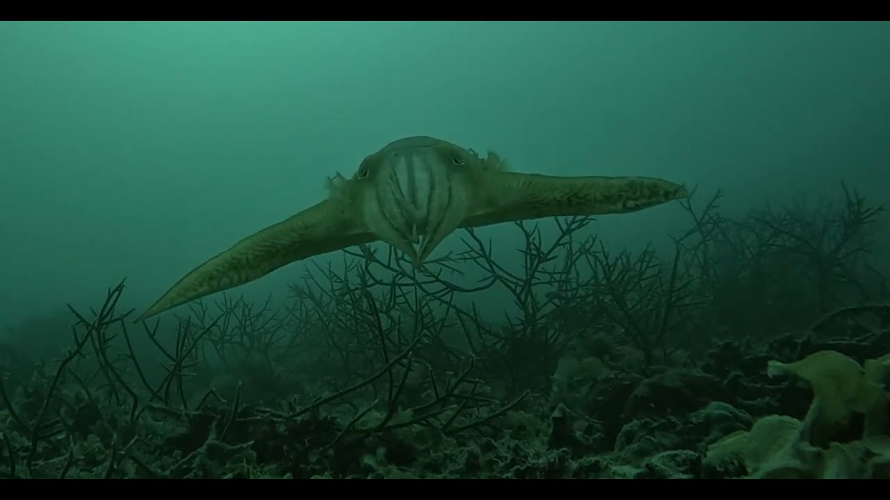 sciadv adr3686 movie s3