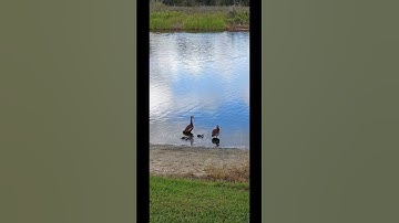 Baby Whistling Ducks #shorts #ducks