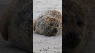 Helgoland und Düne #Shorts