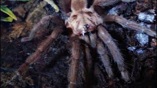 Tarantula Unboxing Orphnaecus Sp Cebu Cebu Island Dwarf