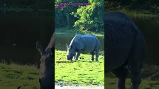 One-horned Rhino | Kaziranga #kaziranganationalpark #rhino #assam