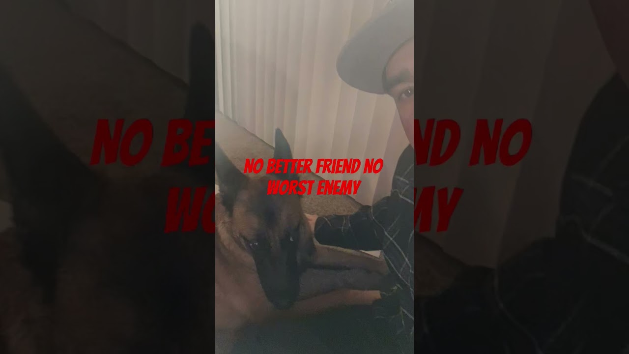 Rescue Belgian Malinois and 4k working line German Shepherd 